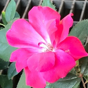 Meet your Posher, Cory